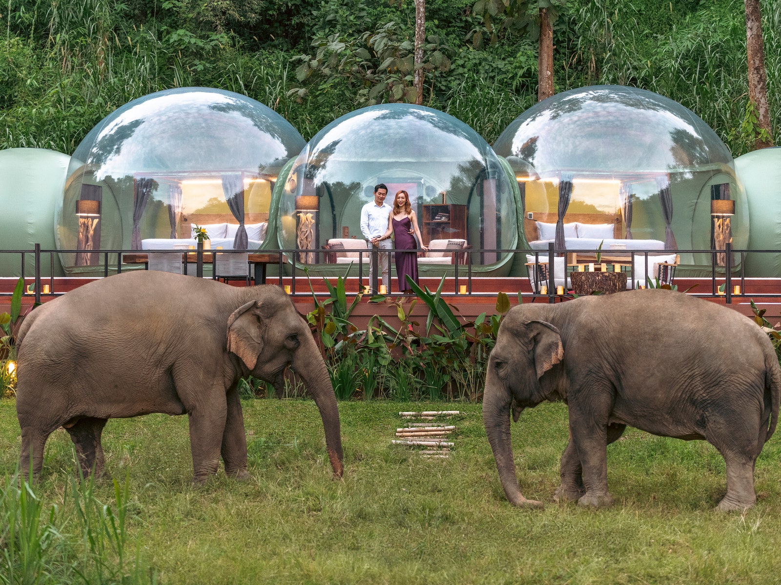 Two elephants facing each other standing in front of a clear bubble hotel room